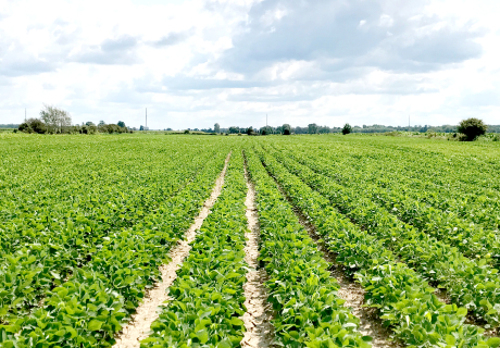 大豆の生育に適したオハイオ州で安定した供給を実現